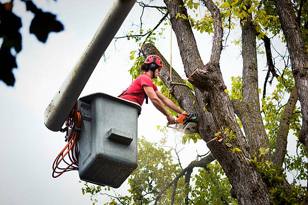 Best Tree Cutting Near Me  in Jacksonville, NC